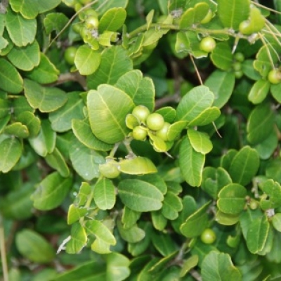 Cây tầm xoong